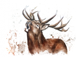 Grußkarte "Hirsch"