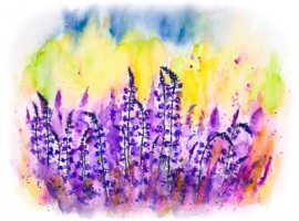 Lavendel / Aquarell / Originalbild