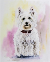 Weißer Hund / Aquarell / Originalbild verkauft